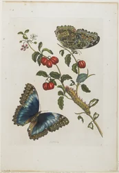 Velcí modří motýli a červené plody, 1705-71